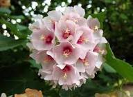 Dombeya Burgessiae Flower Seeds for Planting – Heirloom Non-GMO Organic Garden Seeds, High Germination