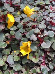 Yellow Impatiens Flower seeds for Planting - Cut Flower Favorite, Heirloom & GMO Free Seeds for Home Garden, 100pcs