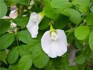 Clitoria Flower Seeds for Planting | Heirloom Non-GMO Organic Garden Seeds