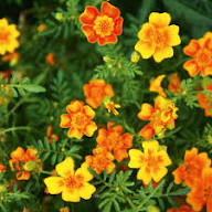Yellow Signet Marigold Flower Seeds for Planting – Compact Growth, Heirloom, Non-GMO, High Germination