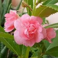 Pale Pink Balsam Camellia Flower Seeds for Planting – Heirloom, Non-GMO, High Germination Organic Garden Seeds