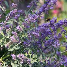 Greek Catnip (Nepeta parnassica) Seeds for Planting – Heirloom, Non-GMO, High Germination Organic Garden Seeds