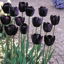 Black Tulip Flower Seeds for Planting – Heirloom, Non-GMO, Seasonal Bloomer, High Germination