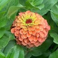 Lime Orange Zinnia Flower Seeds for Planting – Heirloom, Non-GMO, High Germination Organic Garden Seeds