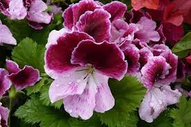 Geranium Light Violet Red Flower Seeds – Heirloom, Non-GMO, High Germination Organic Garden Seeds for Planting