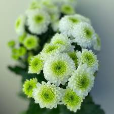 Green White Chrysanthemum Flower Seeds for Planting | Heirloom Non-GMO Organic Garden Seeds, Bright Blooms, High Germination