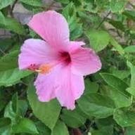 Pink White Hibiscus Flower Seeds for Planting | Heirloom Non-GMO High Germination Organic Garden Seeds