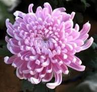 Pink White Chrysanthemum Flower Seeds for Planting – Heirloom, Non-GMO, Drought-Tolerant Garden Seeds