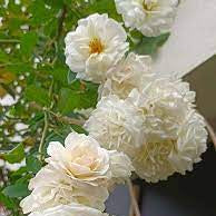 Flower Seeds, Seeds,Seeds For Planting,Plant Seeds