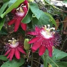 Passion Flower Seeds for Planting – Long Bloom Season Heirloom Non-GMO Organic Garden Seeds
