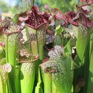 Carnivorous Flower Seeds for Planting – Heirloom Non-GMO, High Germination Organic Garden Seeds