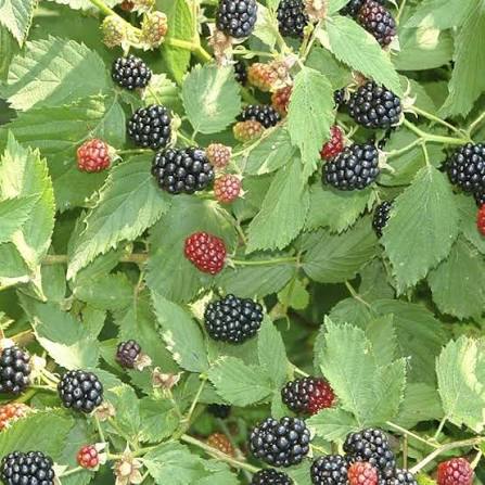 Blackberry Arapaho Seeds 