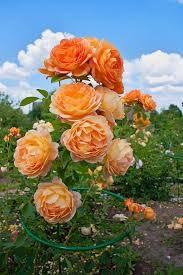 Orange Climbing Rose Flower Seeds for Planting – Heirloom, Non-GMO, High Germination