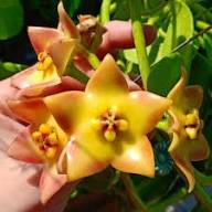 Hoya Kerrii Flower Seeds for Planting – Drought Tolerant Heirloom Non-GMO Organic Garden Seeds