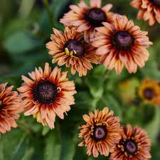 Orange Cherokee Flower Seeds for Planting – Heirloom, Non-GMO, High Germination Organic Garden Seeds