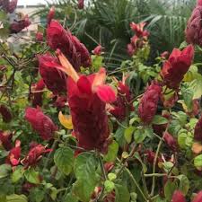Pink Pachystachys Lutea Flower Seeds for Planting – Perfect for Borders, Heirloom, Non-GMO, High Germination