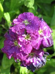 Violet Matthiola Incana Flower Seeds for Planting | Heirloom Non-GMO High Germination Organic Garden Seeds