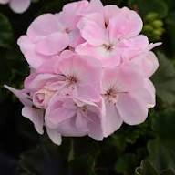 Light Pink Univalve Geranium Flower Seeds for Planting – Heirloom, Non-GMO, High Germination Organic Garden Seeds