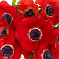 Red Anemone Flower Seeds for Planting – Heirloom, Non-GMO, High Germination Garden Seeds