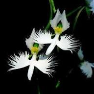 White Egret Orchid Flower Seeds for Planting | Heirloom Non-GMO High Germination Organic Garden Seeds