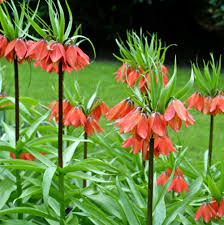 Fritillaria Imperialis Flower Seeds for Planting – Heirloom, Non-GMO, High Germination Organic Garden Seeds