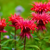 Red Monarda Flower Seeds for Planting – Heirloom, Non-GMO, High Germination Organic Garden Seeds