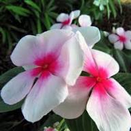 Periwinkle Flower Seeds for Planting | Heirloom Non-GMO High Germination Organic Garden Seeds