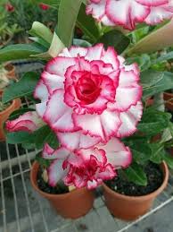 Adenium Obesum Flower Seeds for Planting – Heirloom, Non-GMO, Bright Blooms Organic Garden Seeds