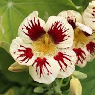 Cream Pink Nasturtium Flower Seeds for Planting | Heirloom Non-GMO High Germination Organic Garden Seeds