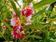 Mixed Balsamine Flower Seeds for Planting Heirloom Non-GMO High Germination Organic Garden Seeds