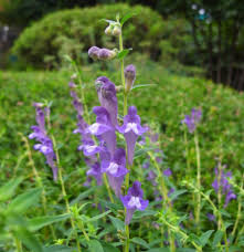 Blue Skullcap Flower Seeds for Planting | Heirloom Non-GMO High Germination