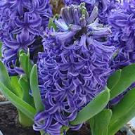 Blue Hyacinthus Flower Seeds for Planting | Heirloom Non-GMO High Germination Organic Garden Seeds
