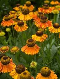 Helenium Autumn Lollipop Flower Seeds for Planting – Heirloom, Non-GMO, High Germination Organic Garden Seeds