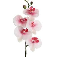 Cream Phalaenopsis Orchid Flower Seeds for Planting – Heirloom, Non-GMO, Bright Bloom Garden Seeds