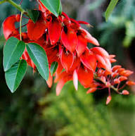 Erythrina Flower Seeds for Planting | Heirloom Non-GMO High Germination Organic Garden Seeds