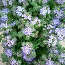 Purple Phacelia Flower Seeds for Planting | Heirloom Non-GMO Organic Garden Seeds, High Germination