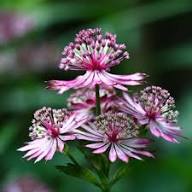 Blue Astrantia Flower Seeds for Planting | Heirloom Non-GMO Organic Garden Seeds, Pollinator Friendly, High Germination