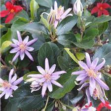Grewia Flower Seeds for Planting - Heirloom, Non-GMO, High Germination Organic Garden Seeds