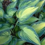 Sea Green Hosta Flower Seeds for Planting – Heirloom, Non-GMO, High Germination Organic Garden Seeds
