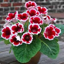 Gloxinia Flower Seeds for Planting Maroon Red White – Seasonal Bloomer, Heirloom, Non-GMO, High Germination Organic Garden Seeds