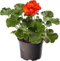 Red & Orange Geranium Flower Seeds for Planting | Heirloom Non-GMO Organic Garden Seeds, Shade Tolerant, High Germination