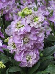 Purple &amp; White Matthiola Incana Flower Seeds for Planting | Heirloom Non-GMO High Germination Organic Garden Seeds