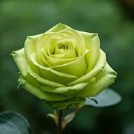 Light Green Rose Flower Seeds for Planting | Heirloom Non-GMO High Germination Organic Garden Seeds