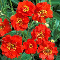 Geum Flower Seeds for Planting – Heirloom, Non-GMO, Low Maintenance Organic Garden Seeds