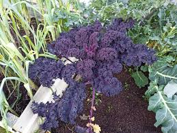 Red Veins Scarlet Kale Seeds for Planting – Heirloom & Non-GMO Vegetable Seeds