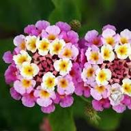 Wandelröschen Flower Seeds for Planting - Bright Blooms, Heirloom &amp; Non-GMO Seeds for Home Garden