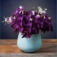 Oxalis Triangularis Flower Seeds for Planting – Heirloom, Non-GMO, High Germination Organic Garden Seeds