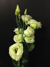 Yellow Lisianthus Flower Seeds for Planting | Heirloom Non-GMO Organic Garden Seeds, Cottage Garden Essential, High Germination