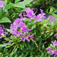 Bell Flower Seeds for Planting | Cottage Garden Essential Heirloom Non-GMO High Germination Organic Garden Seeds