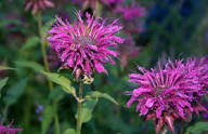 Pink Monarda Flower Seeds for Planting | Heirloom Non-GMO Organic Garden Seeds